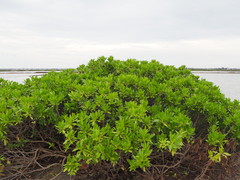 Myoporum bontioides