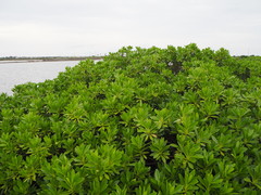 Myoporum bontioides