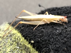 Oecanthus varicornis