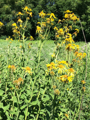 Verbesina helianthoides