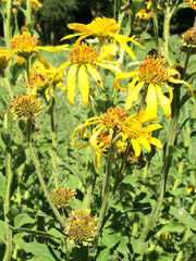 Verbesina helianthoides