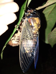 Cryptotympana holsti