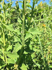 Verbesina helianthoides