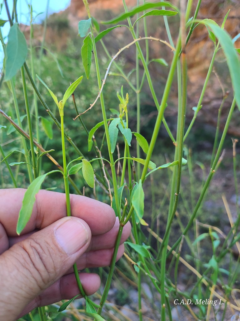 Citharexylum roxanae