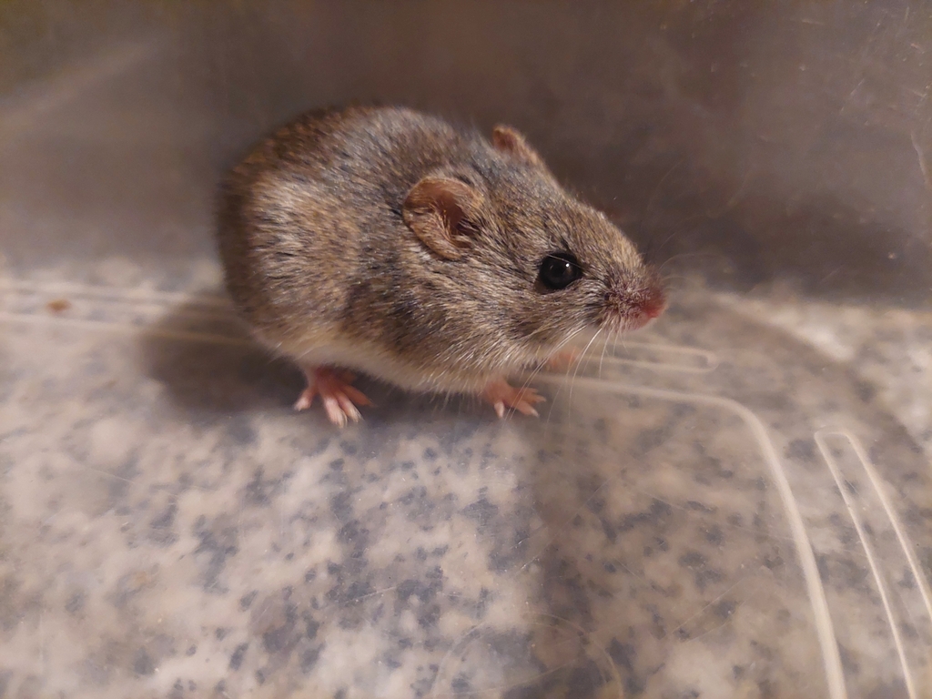 Drylands Vesper Mouse
