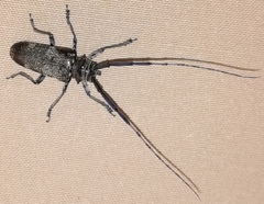Prosopocera