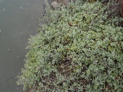 Atriplex maximowicziana