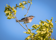 Curruca cantillans albistriata