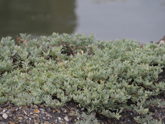 Atriplex maximowicziana