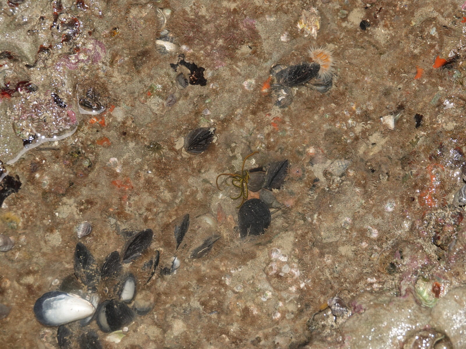 Asterocarpa humilis (Heller, 1878)