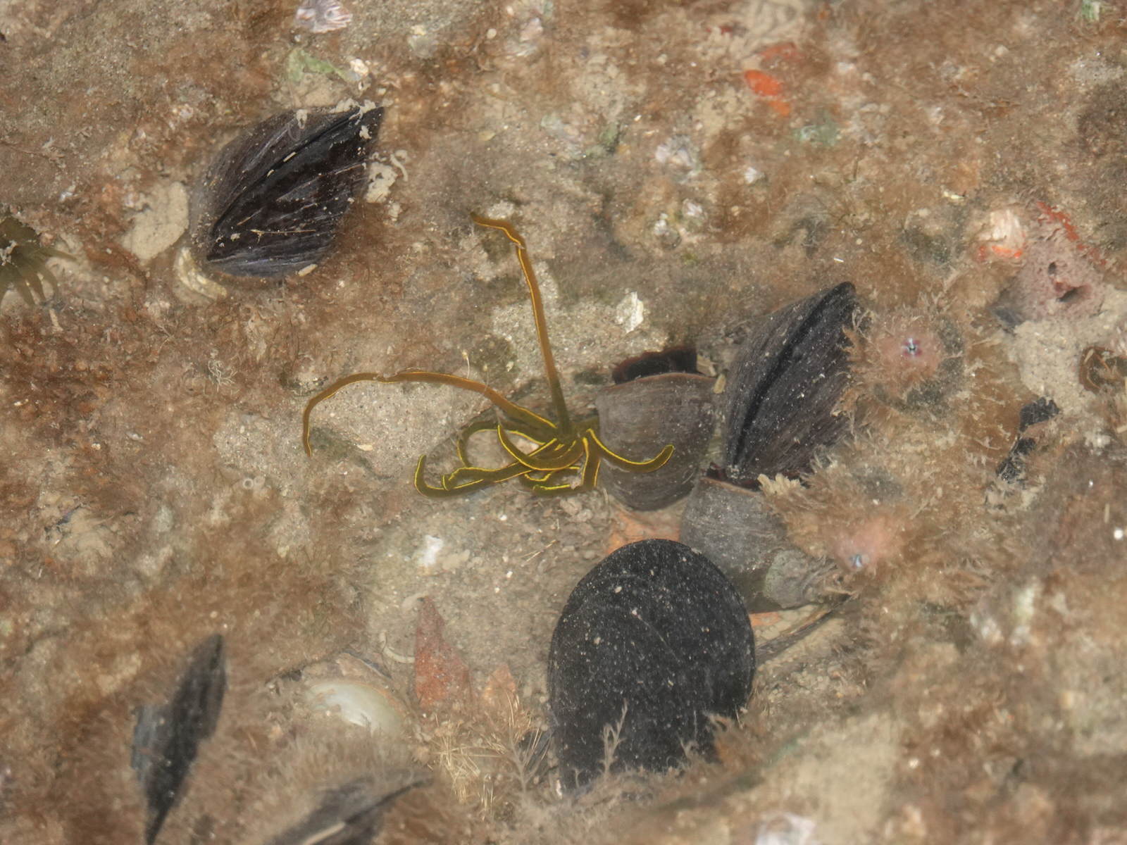 Asterocarpa humilis (Heller, 1878)