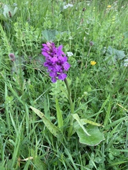 Dactylorhiza fuchsii