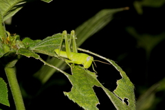 Cyrtacanthacridini