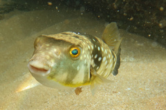 Chelonodontops patoca