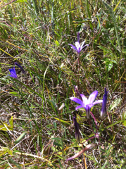 Brodiaea coronaria
