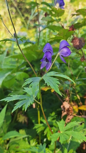 Aconitum nipponicum iNat (2)