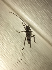 Elytrimitatrix undata