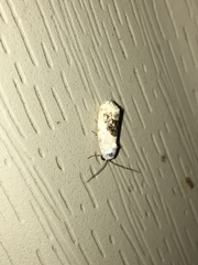 Ponometia erastrioides