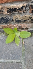 Nicotiana tabacum