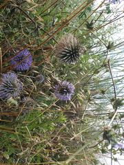 Echinops adenocaulos