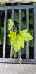 Ribes rubrum