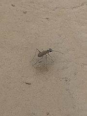 Callytron nivicinctum