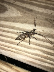 Monochamus