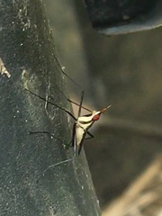 Telostylinus lineolatus