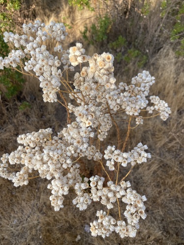 iNaturalist observation photo of California cudweed