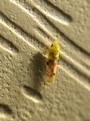 Erythroneura reflecta