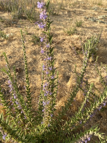 iNaturalist observation photo of Vinegar Weed