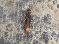 Labidura riparia