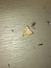 Glaphyria sesquistrialis