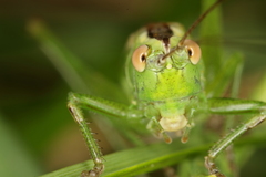 Anisoptera