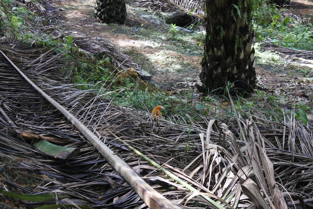 Malay Weasel