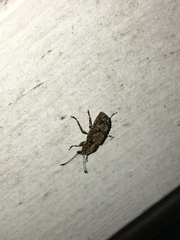 Meconemus infuscatus