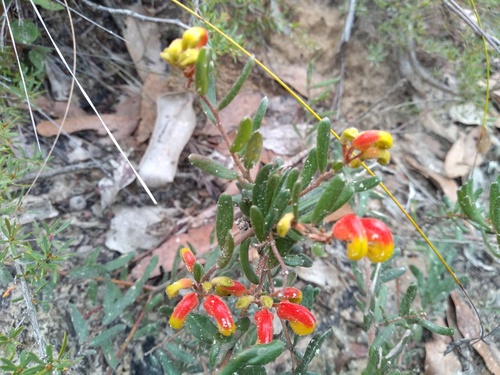 Alpine grevilliea (Grevillea alpina)