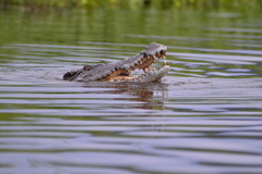Siamese Crocodile photo 4