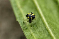 Theridula gonygaster