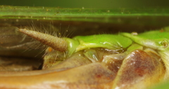 Anisoptera