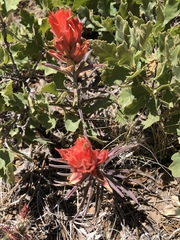 Castilleja integra