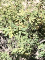 Berberis haematocarpa