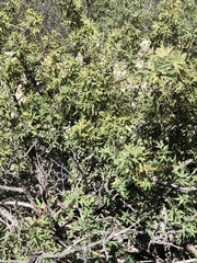 Berberis haematocarpa