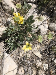 Berlandiera macvaughii