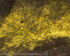 Chromophyton rosanoffii
