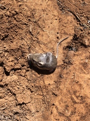 Perognathus