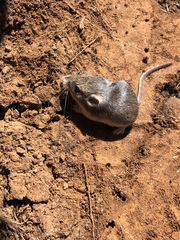 Perognathus