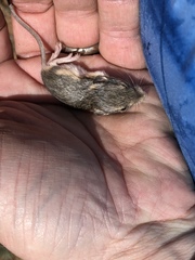 Perognathus