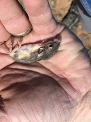 Perognathus