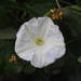 Beach Moonflower - Photo no rights reserved, uploaded by 葉子